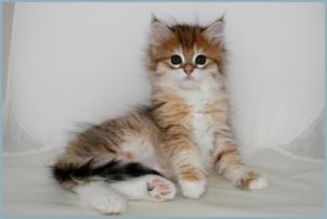 Female Siberian Kitten from Deedlebug Siberians